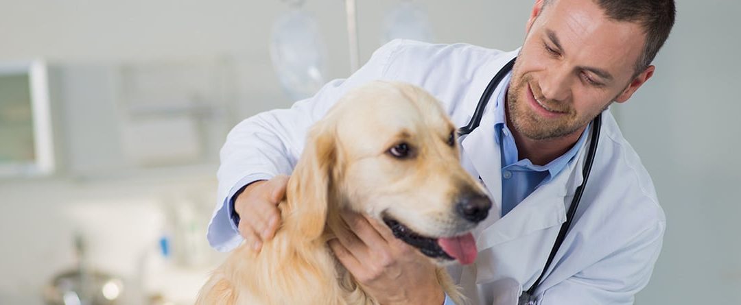 Síntomas de Leishmaniosis en perros