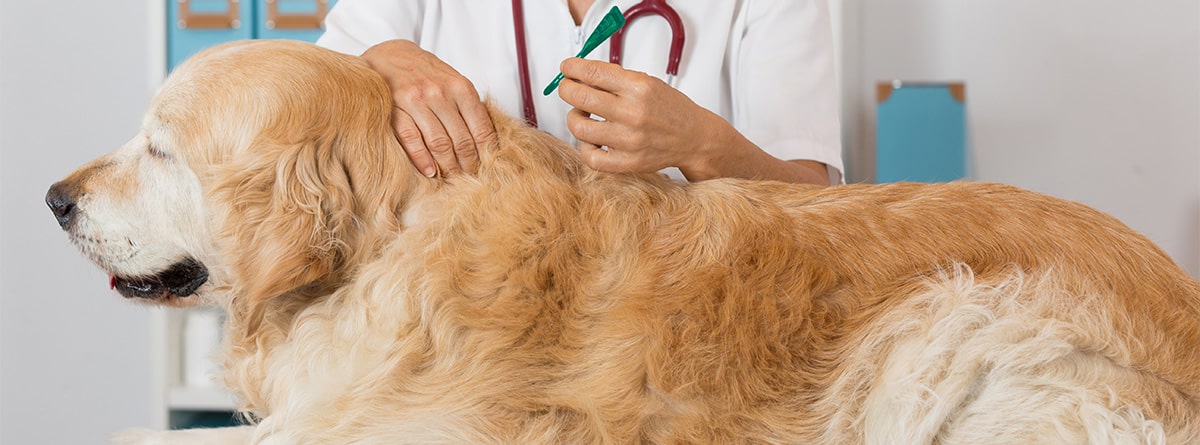 Perro de raza Golden Retriver recibiendo una pipeta de su veterinario