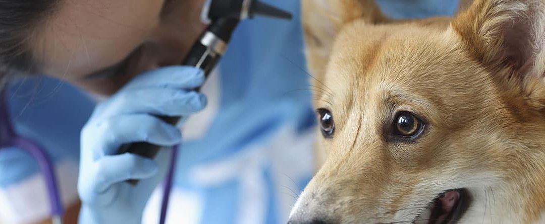Otitis en perros: tratamiento y síntomas