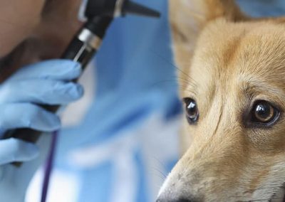 Veterinaria revisando el oído de un perro