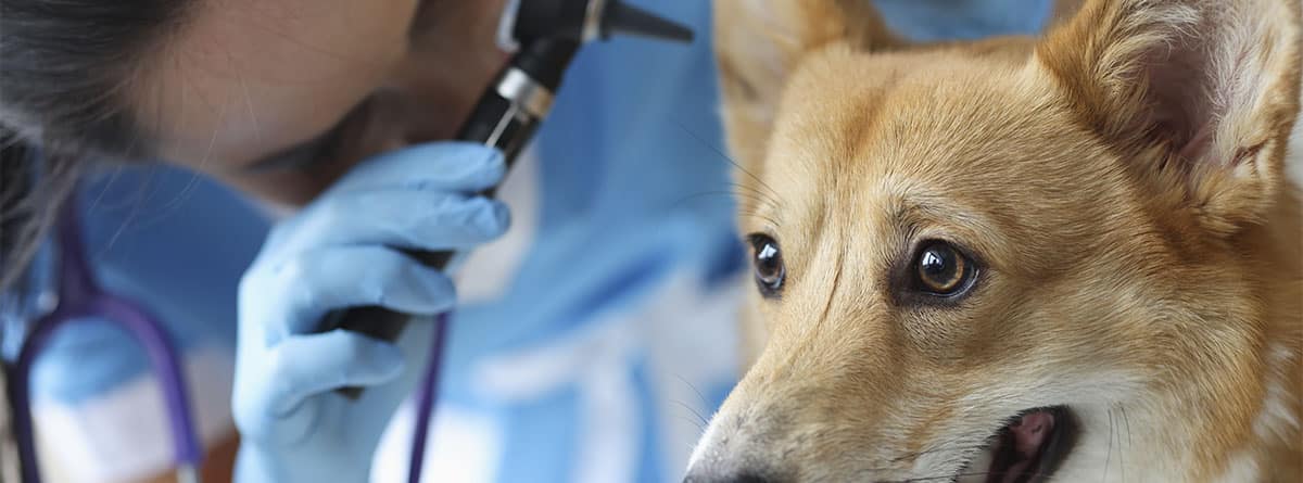 Veterinaria revisando el oído de un perro
