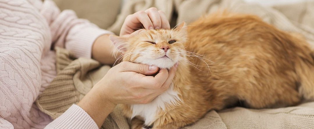 ¿Por qué amasan los gatos?: causas y cómo evitarlo