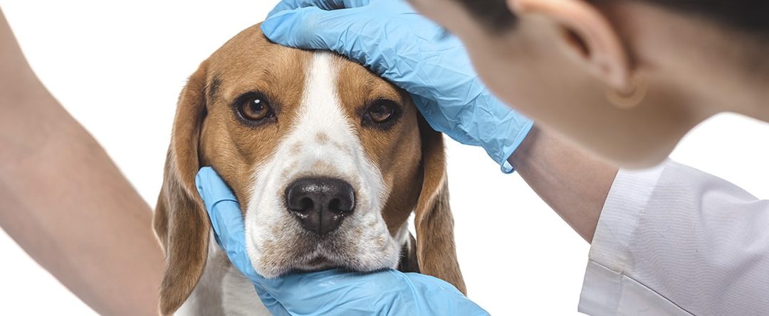 Thelazia en perros: qué es y cómo se cura