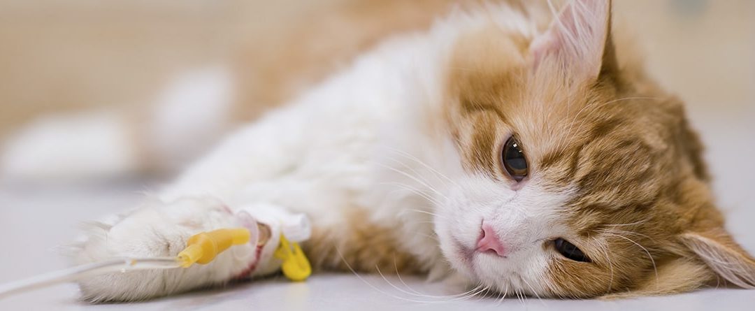 Qué es la leucemia felina y cuáles son los síntomas