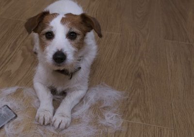 Perro de raza Jack Russel tumbado junto a un cepillo y el suelo lleno de pelos.