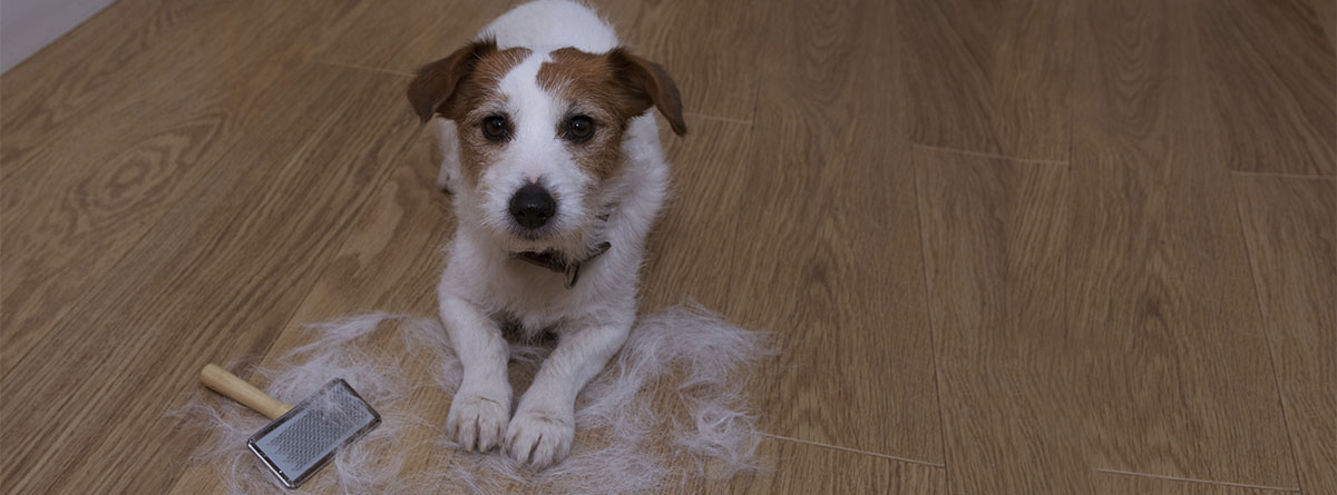 Perro de raza Jack Russel tumbado junto a un cepillo y el suelo lleno de pelos.