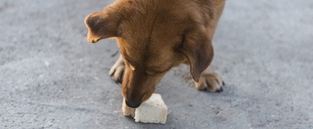 ¿Pueden comer pan los perros?