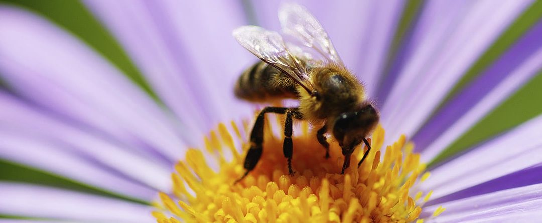 ¿Cuánto tiempo viven las abejas?