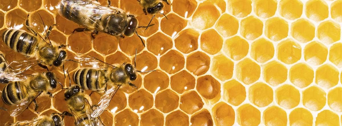 Varias abejas producen miel en una colmena