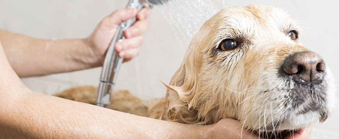 Mi perro huele mal, aunque lo bañe ¿qué hago?