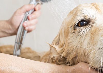 Perro de raza Golden retriver en una bañera con jabón.
