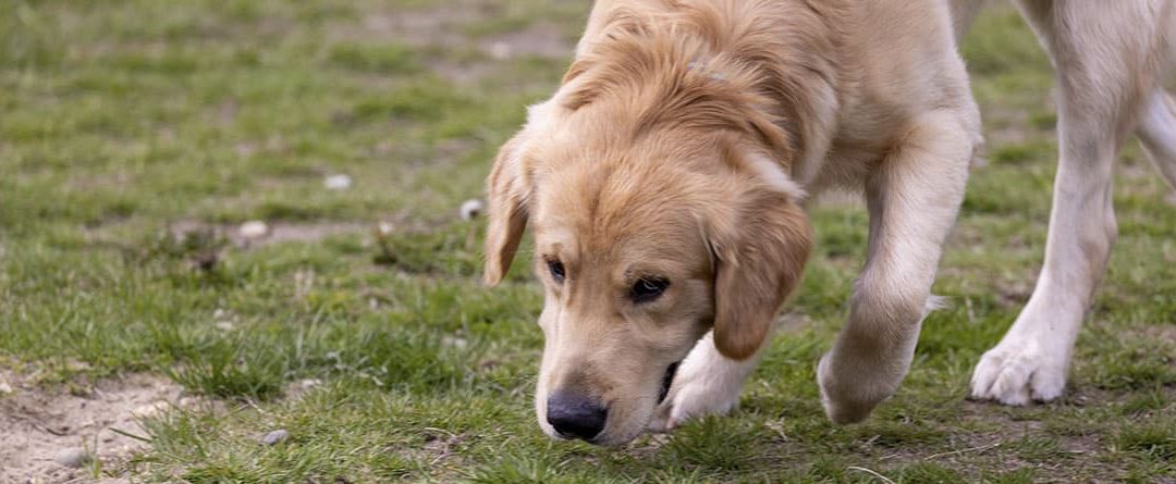 5 juegos de estimulación del olfato para perros