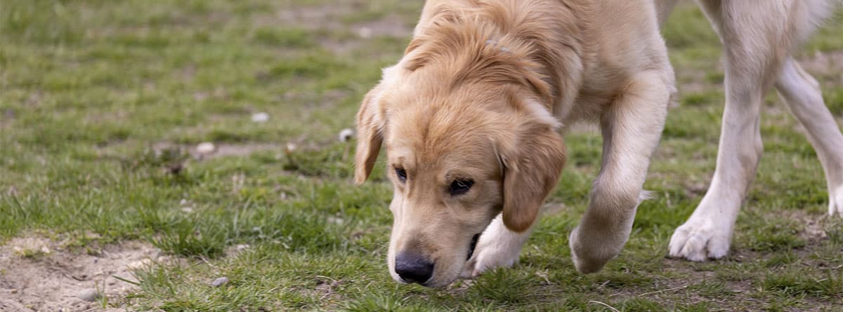 Perro de raza labrador rastreando en la hierba