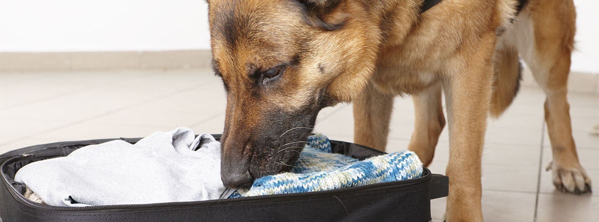 Perro de raza Pastor Alemán rastreando en una maleta