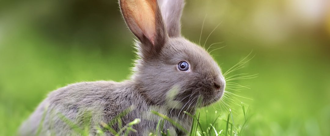 ¿Cuánto tiempo vive un conejo?