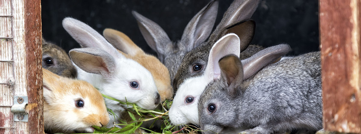 Gazapos de conejo en su madriguera