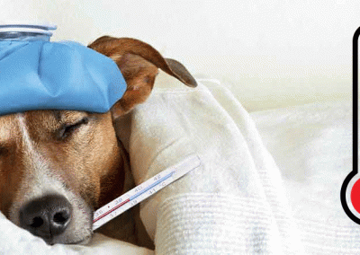 Perro de raza Jack Russel con termómetro en la boca