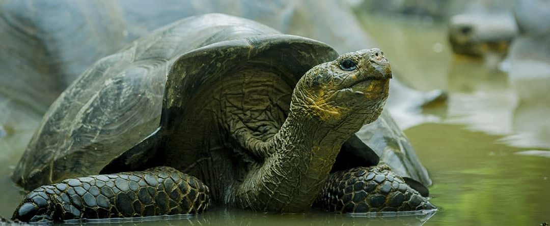 Curar la herida de una tortuga paso a paso