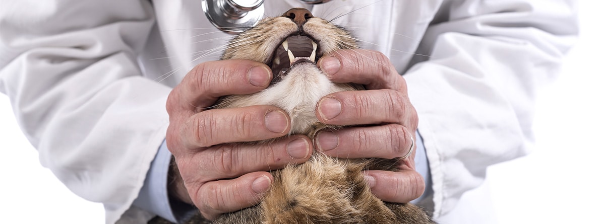 Veterinario tratando de abrir la boca de un gato.