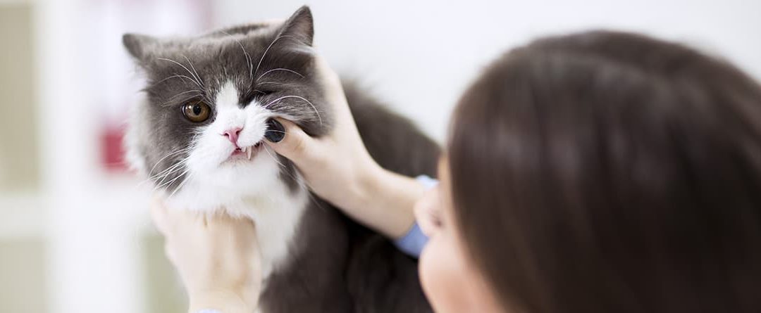 Dientes de gato: dentición y cuidados
