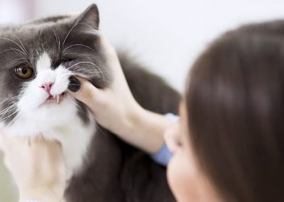 Veterinario tratando de abrir la boca de un gato.