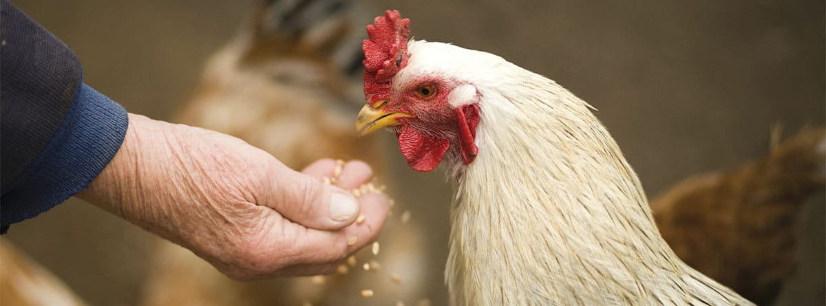 mano alimentando a una gallina