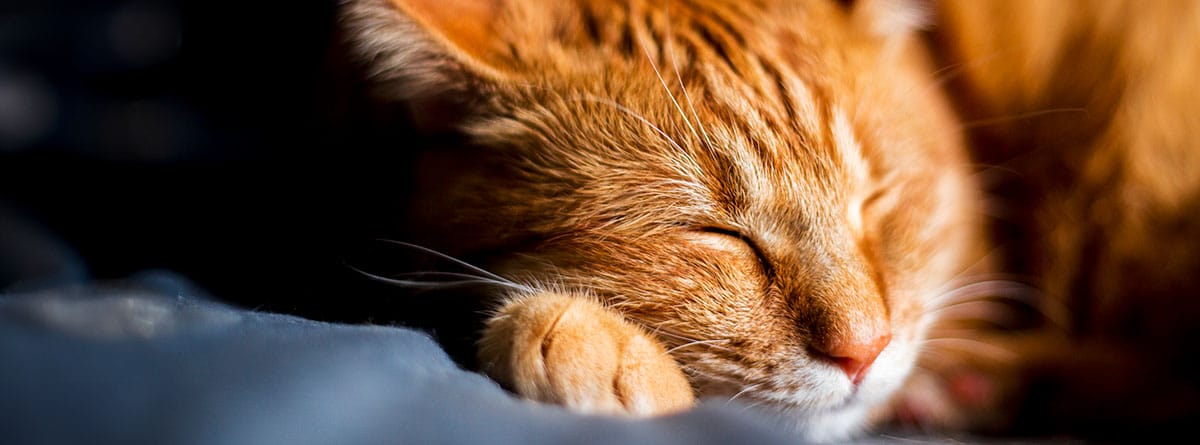 Gato anaranjado durmiendo con la pata en la cara