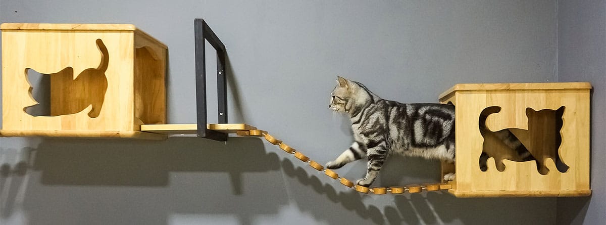 Un gato atigrado pasa por un puente de madera entre dos cajas