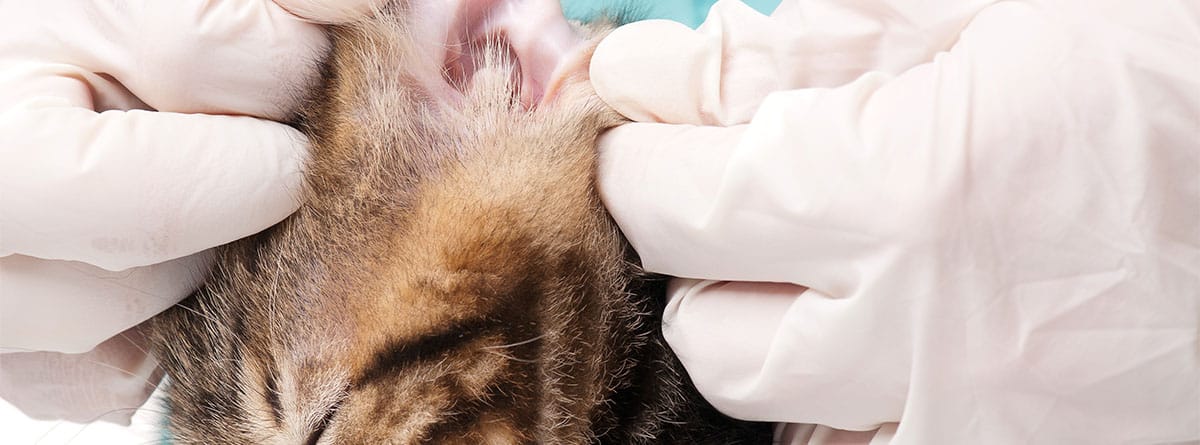 Manos con guantes miran el interior de la oreja de un gato gris y marrón.