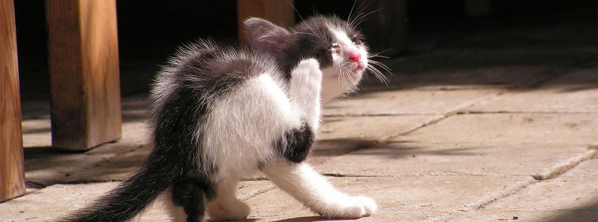 Un gato gris y blanco se rasca la cara. 