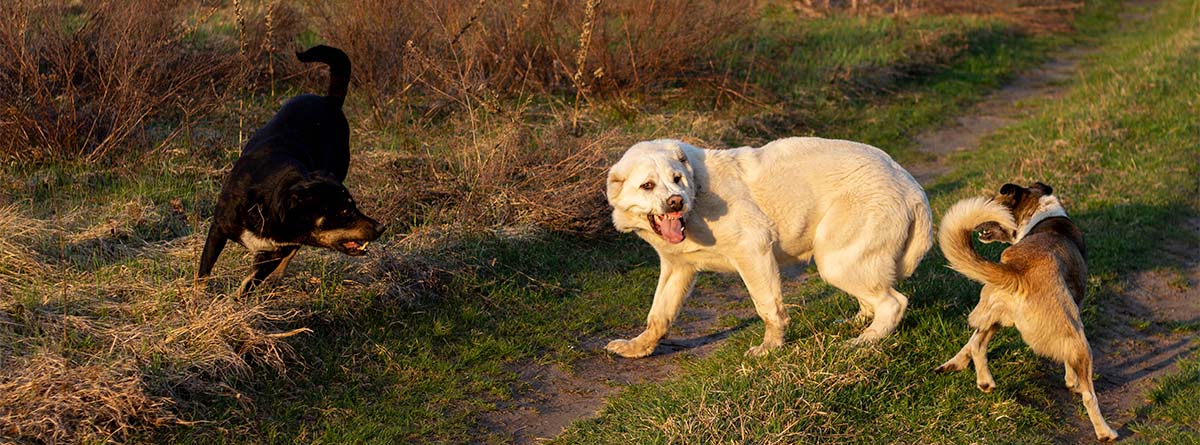 Tres perros (blanco, negro y marrón) se pelean y el blanco muestra los dientes.
