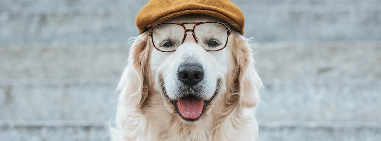 Perro de raza Golden Retriver con gafas y gorra
