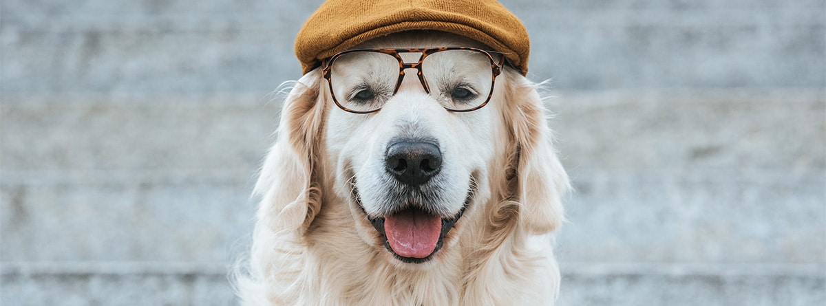 Perro de raza Golden Retriver con gafas y gorra