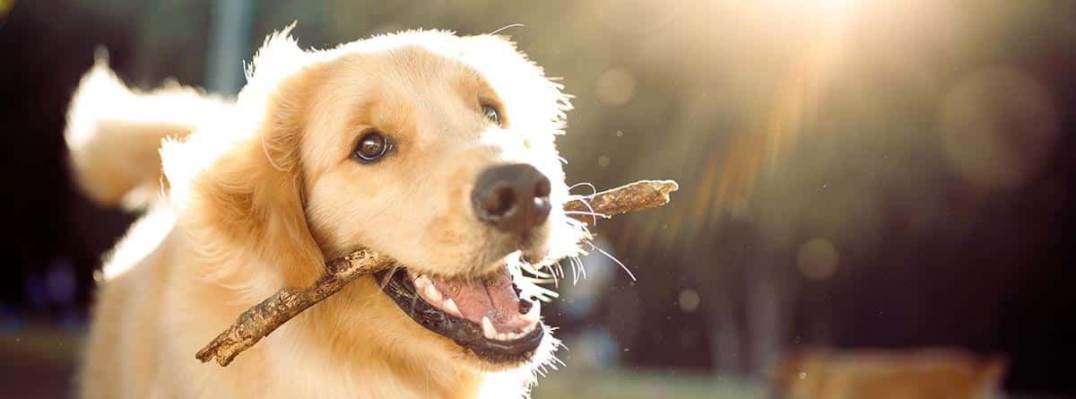 Perro de raza Golden Retriever jugando con un palo en la boca