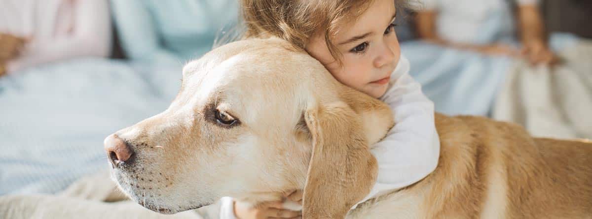 Perro de raza Labrador Retriever abrazado por una niña