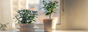 Dos plantas de jade junto a una ventana