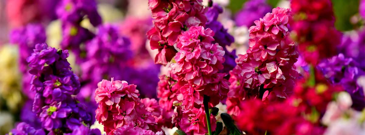  Flores de composición vertical de colores lila, morado, rojo y rosa con hojas verdes.