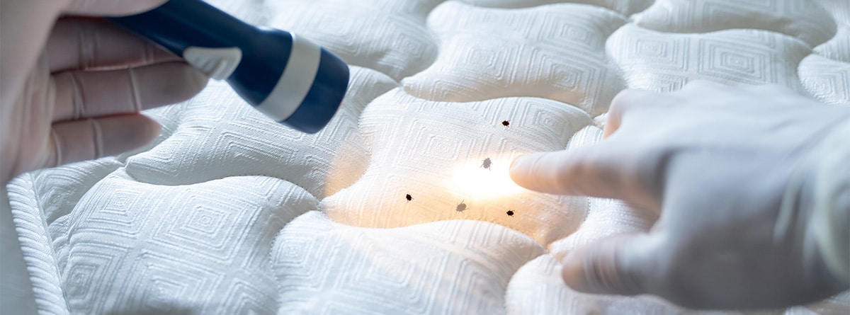 Una linterna muestra chinches en un colchón y una mano con guante las señala.
