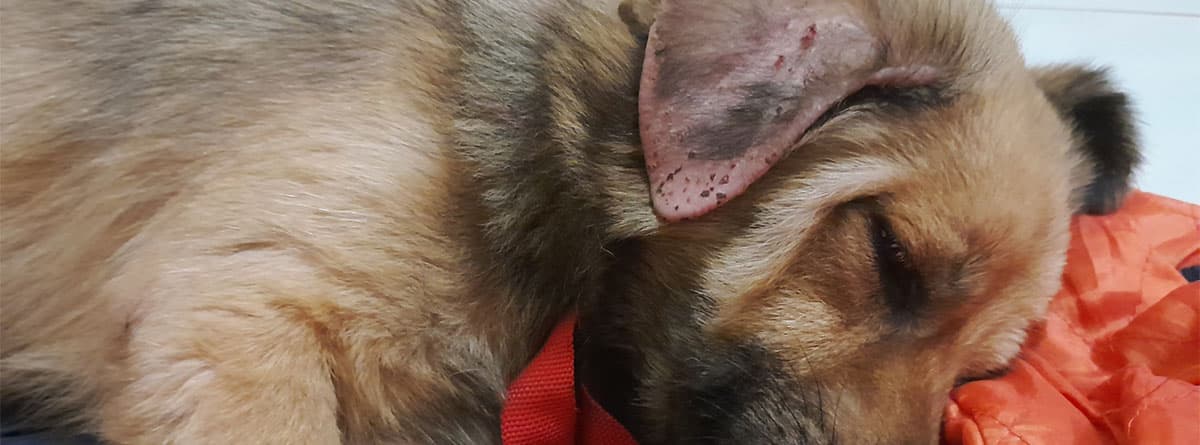 Cachorro de perro tumbado, con sarna en las orejas.