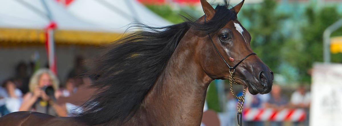 Caballo pura sangre inglés en una competición