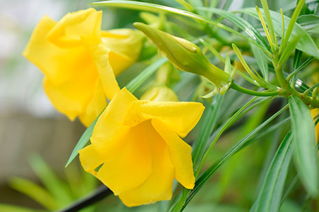 Plantas Resistentes Al Sol Y Al Frio Interiores Y Exteriores