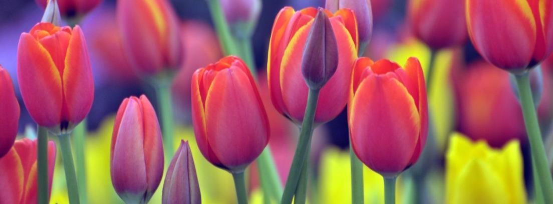 Image result for imagenes de flores
