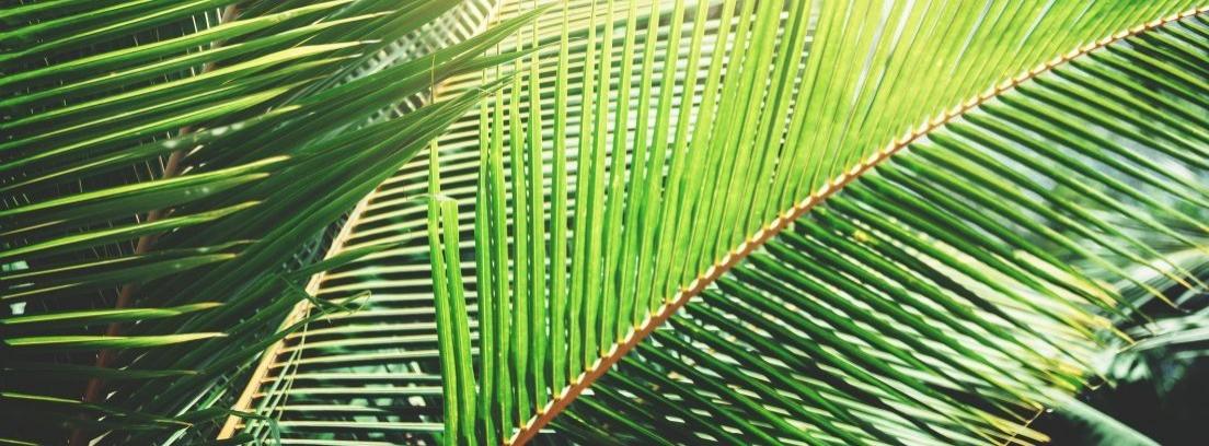 Palmeras para tu jardín - canalHOGAR