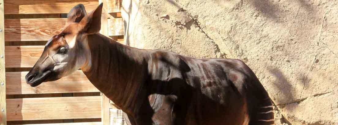 Okapi delante de pared y puerta de madera