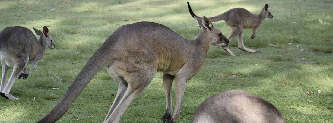 Animales en peligro de extinción: el canguro