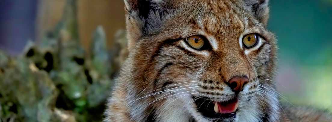 Cabeza de lince con boca abierta