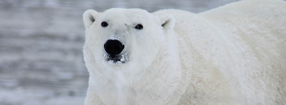 Gran oso polar blanco