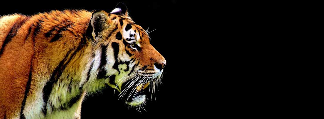 Vista parcial de cabeza y patas delanteras de tigre avanzando sobre hierba