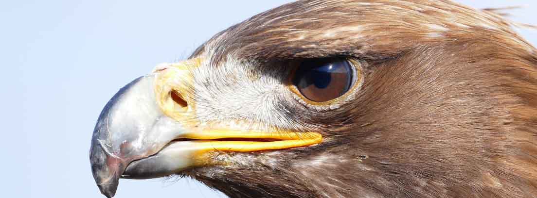 Cabeza de águila marrón