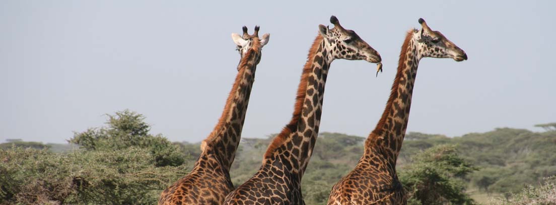 Tres jirafas juntas paradas entre árboles
